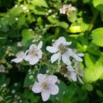 Rubus armeniacusFlower