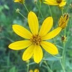 Coreopsis major Květ