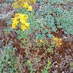 Hypericum perfoliatum Habit