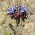 Salvia columbariae Kvet