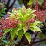 Pieris japonica ഇല