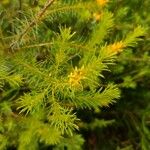 Persoonia isophylla