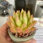 Echeveria agavoidesLapas