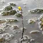 Utricularia vulgaris Fula