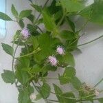 Ageratum conyzoidesFlower