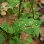 Lobelia inflata Leaf