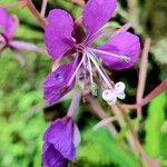 Epilobium angustifolium Inny