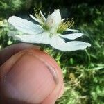 Parnassia palustris Květ