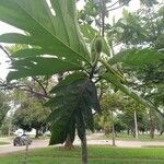 Artocarpus altilis Lapas