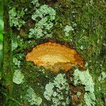 Picralima nitida Corteza