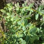 Baptisia australisFulla