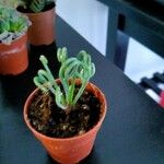 Albuca spiralis Folha