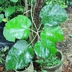 Cordia africana Leaf