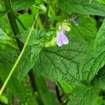 Scutellaria lateriflora Flower