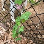 Passiflora lutea 葉