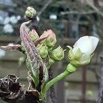 Pyrus pyrifolia Blomma