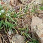 Scleranthus perennis Frunză