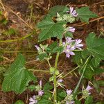 Malva multiflora Hábito