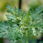 Senecio sylvaticus Fuelha