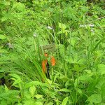 Carex sparganioides Habitus