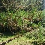 Pinus rigida 叶