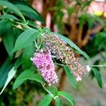 Buddleja japonica Feuille