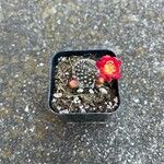 Rebutia minuscula Листок