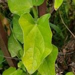 Thunbergia alata पत्ता