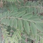 Amorpha fruticosa Leaf