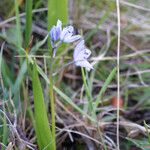 Scilla monophyllos Habit