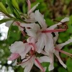 Rhododendron periclymenoides Blomst