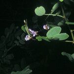 Machaerium lunatum Flors