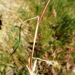 Poa bulbosa Liść