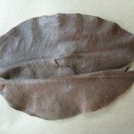 Cynometra hostmanniana Other