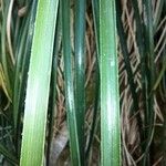 Puya mirabilis Leaf
