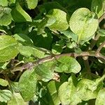 Malcolmia maritima ഇല