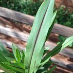 Curcuma alismatifolia Leaf