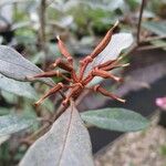 Rhododendron apoanum Fruit