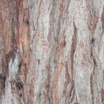 Eucalyptus botryoides Кора