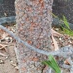 Banksia aemula Kora