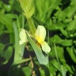 Sisyrinchium striatum Flower