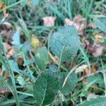 Hirschfeldia incana Leaf