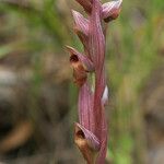 Serapias bergonii Floare