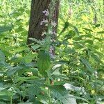 Teucrium canadense Fiore