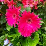 Gerbera jamesonii Flower