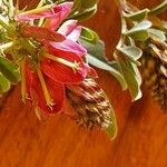 Indigofera schimperi 花