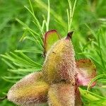 Paeonia tenuifolia Frucht