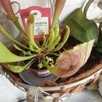 Sarracenia psittacina Yaprak