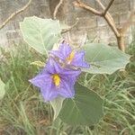 Solanum crinitum Flower