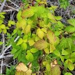 Rubus occidentalisLeaf